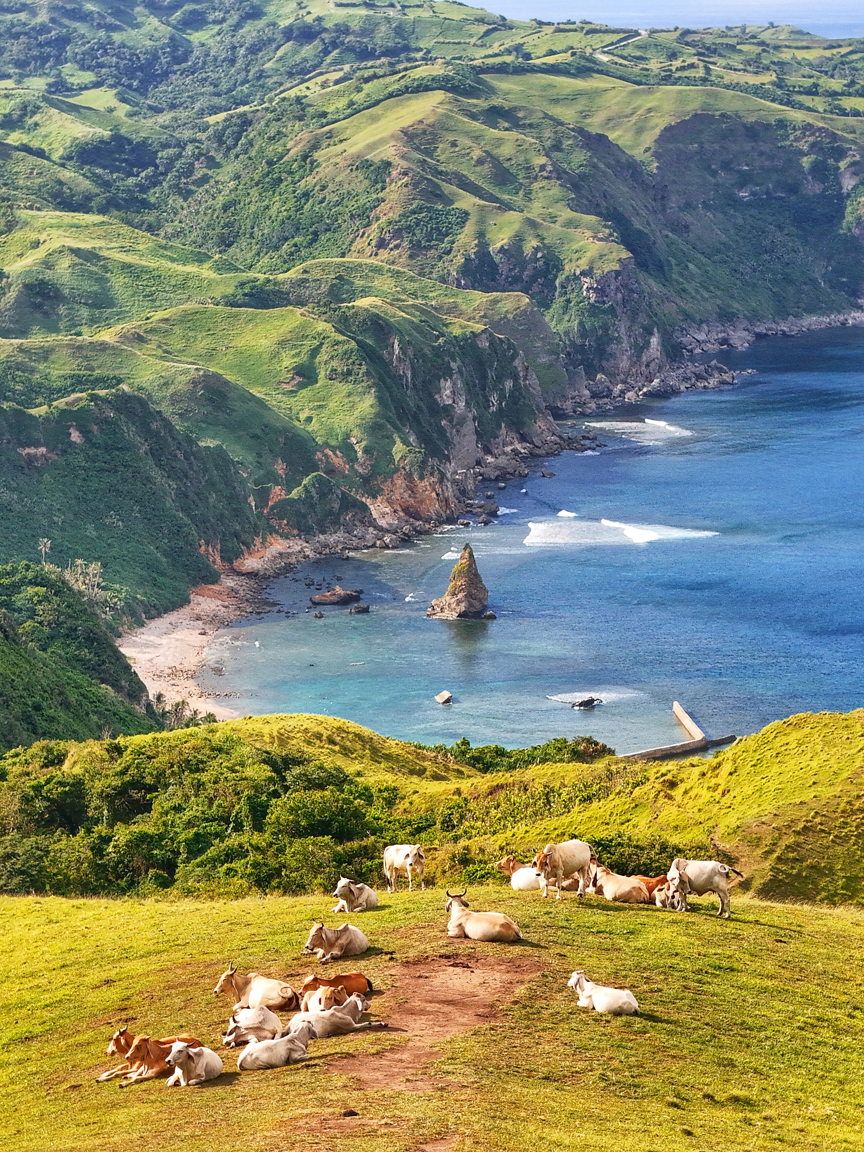 Cattle on rolling hills, Batanes